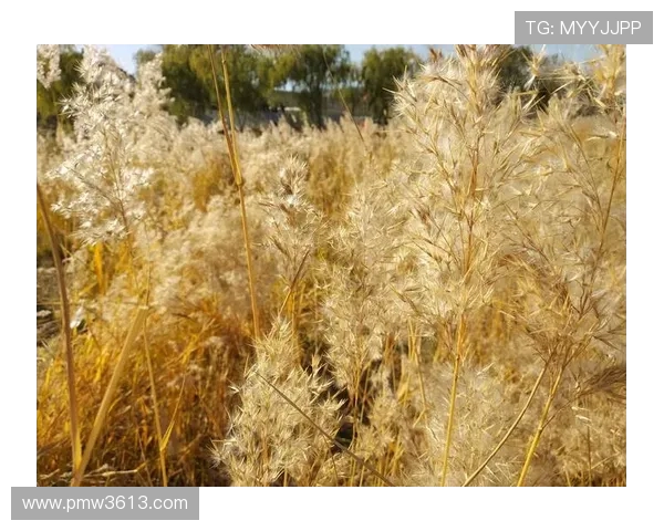 黄磊专访:畅谈乒乓球生涯与成长历程的点滴回忆